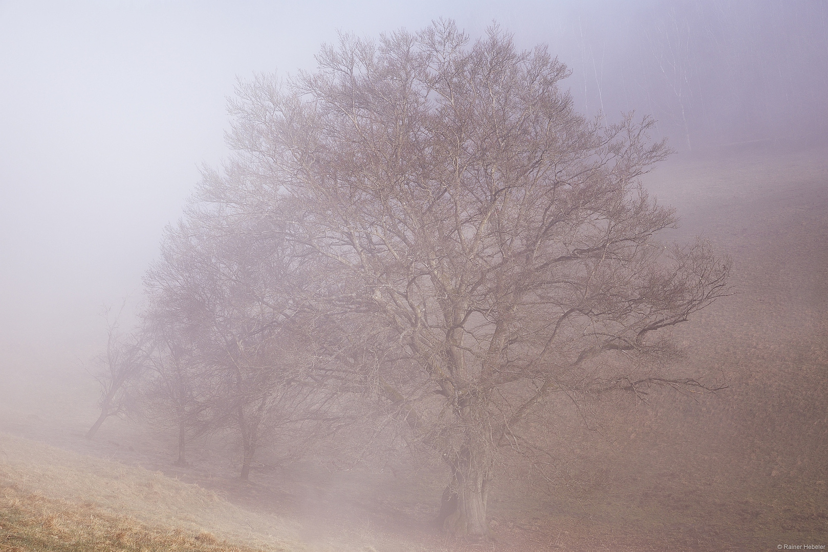 Die alte Buche im Nebel