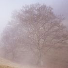 Die alte Buche im Nebel