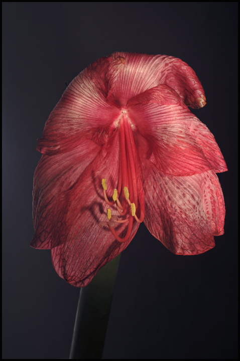 die alte dame amaryllis