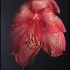 die alte dame amaryllis