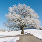 die alte Dame im angezuckerten Kleid...