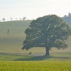 Die alte Dame im zarten Herbstnebel...