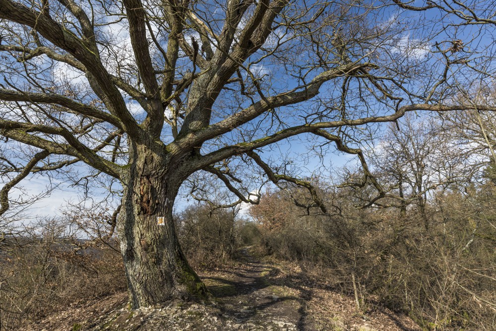 *Die alte Eiche am Moselsteig*