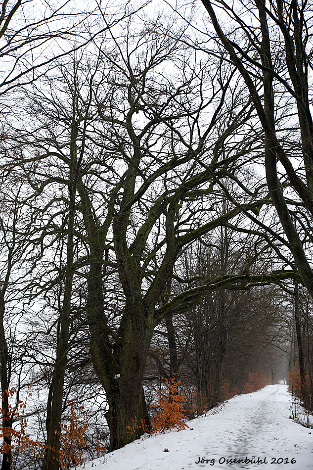 Die alte Eiche am Waschweiher