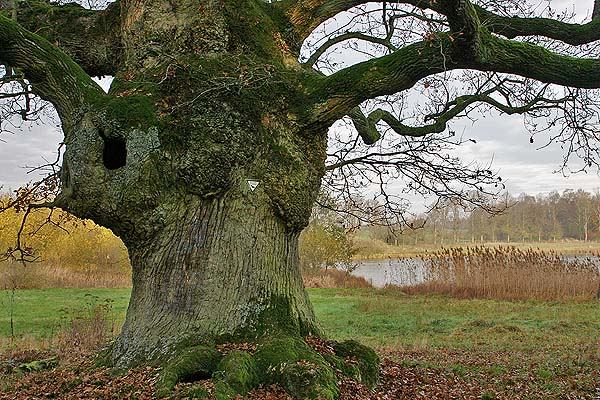 Die alte Eiche am Weiherhof