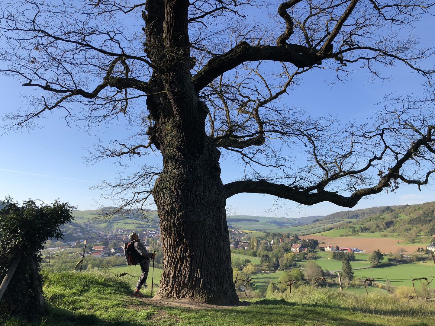 Die alte Eiche auf dem Disibodenberg