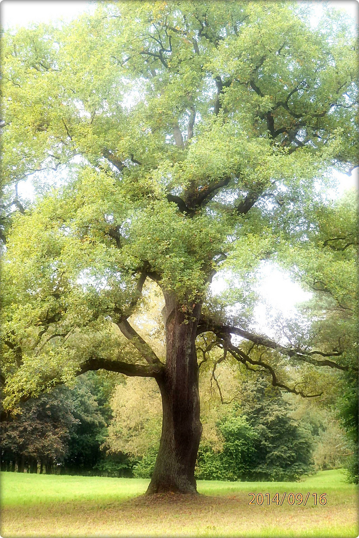 Die alte Eiche auf der Lichtung