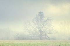 Die alte Eiche im Nebel