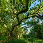 Die alte Eiche im Wildpark