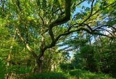 Die alte Eiche im Wildpark