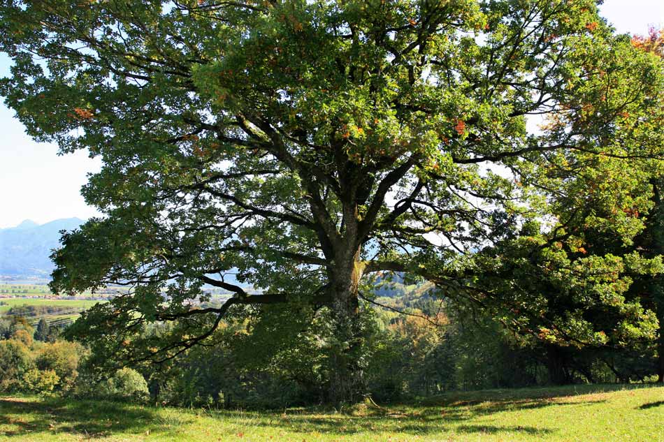 DIE ALTE EICHE-KOCHELSEE-OBB