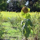 Die alte große Sonnenblume