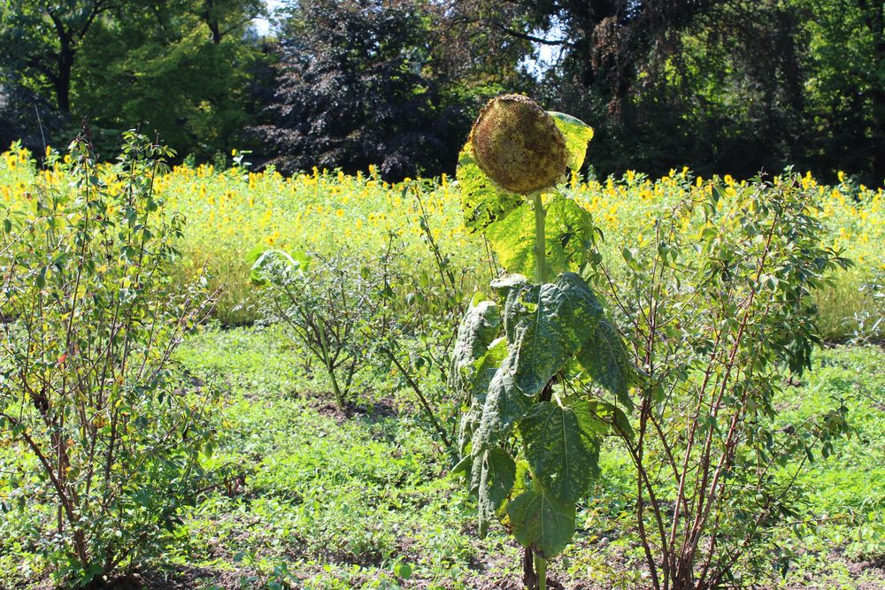 Die alte große Sonnenblume