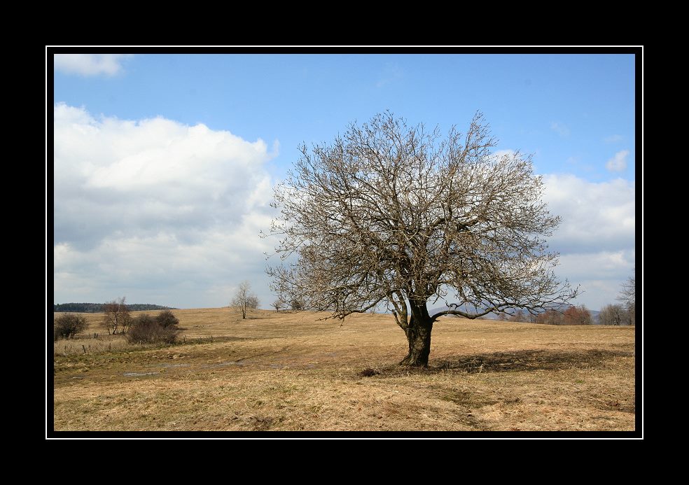 Die alte Kätzchenweide