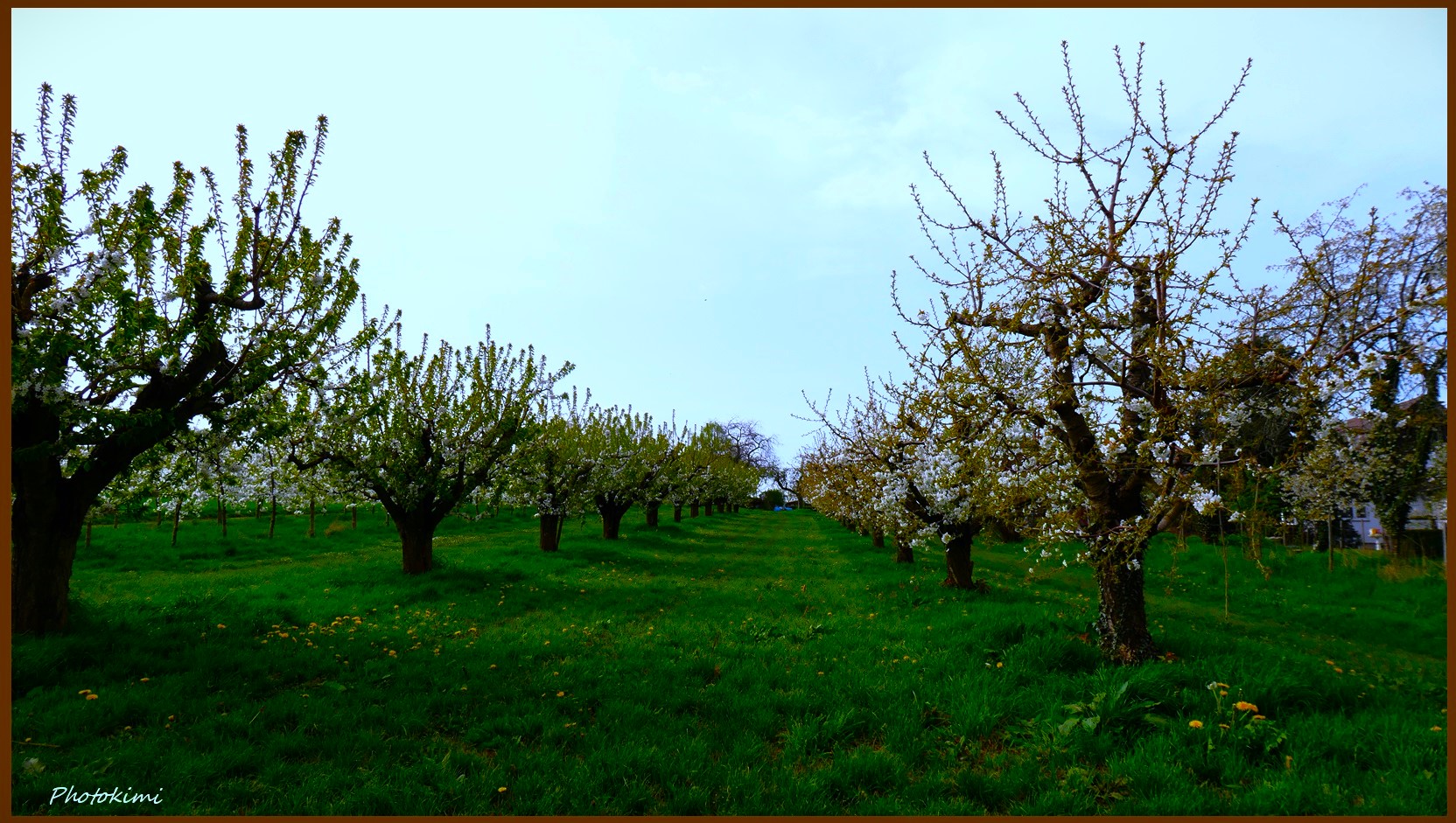 Die alte Kirschplantage