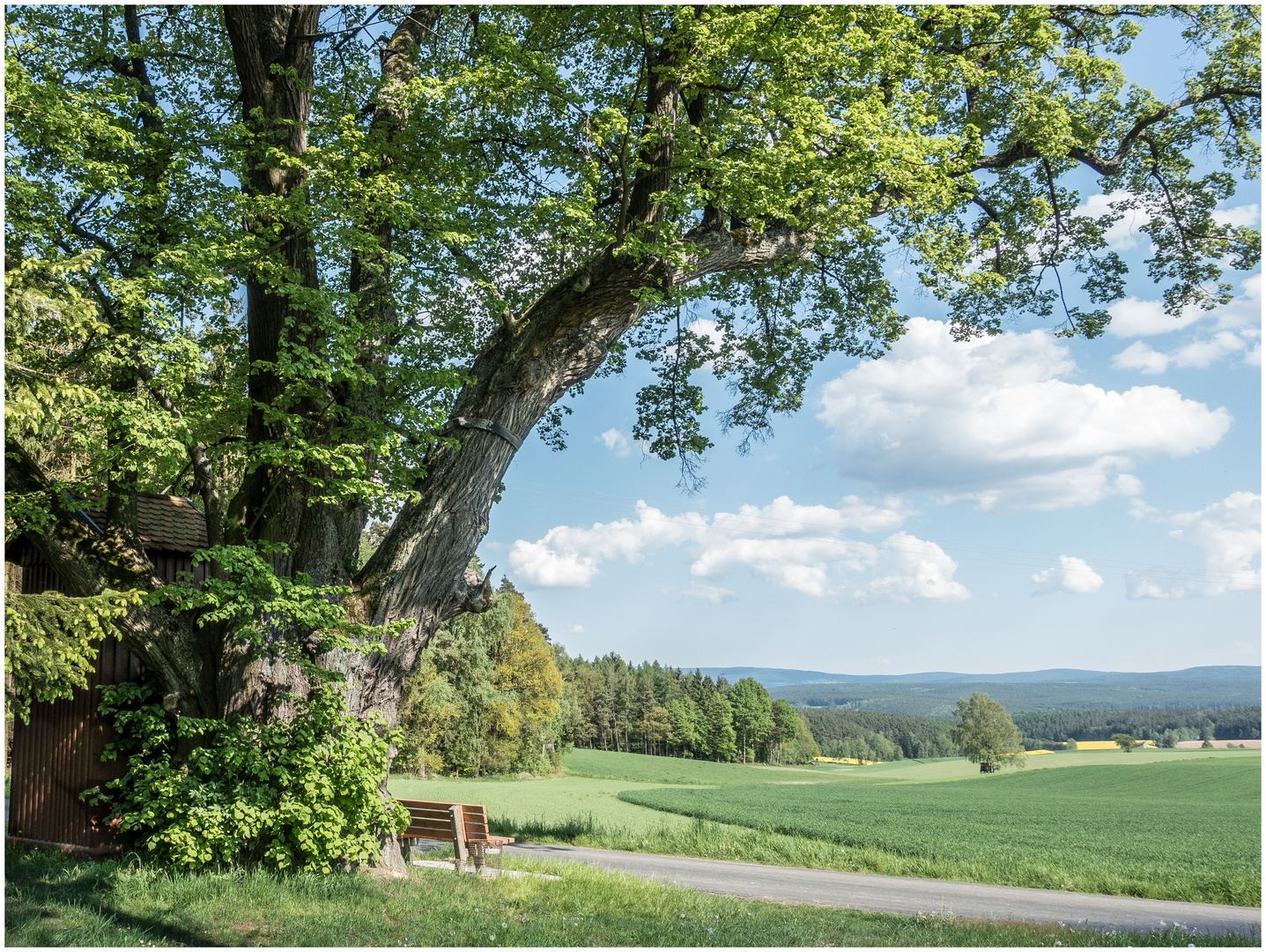 die alte Linde Foto & Bild natur Bilder auf
