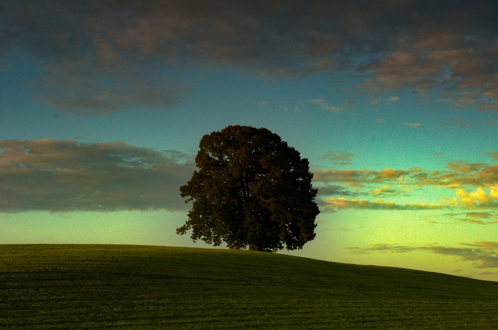 Die alte Linde im Abendlicht