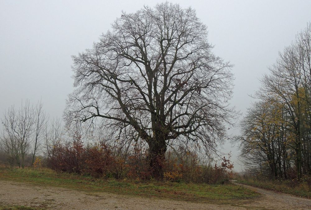 Die alte Linde in nebeliger Novemberstimmung.