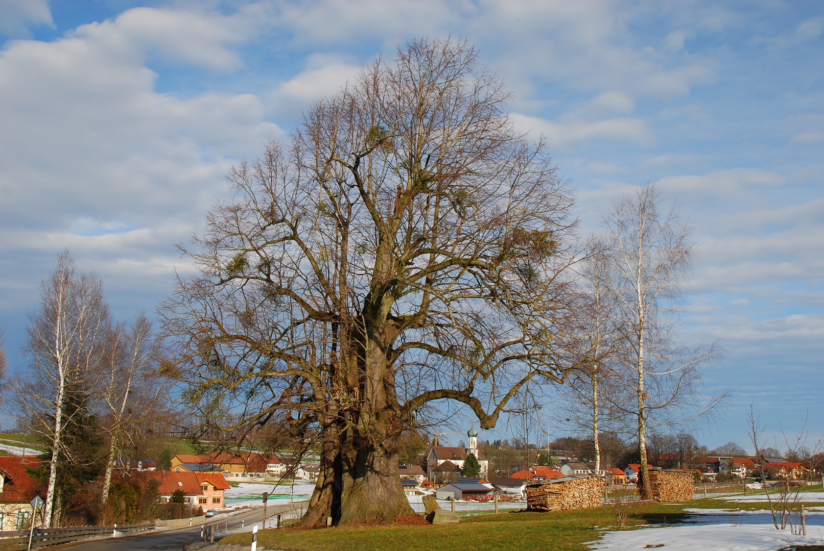 Die alte Linde von Linden