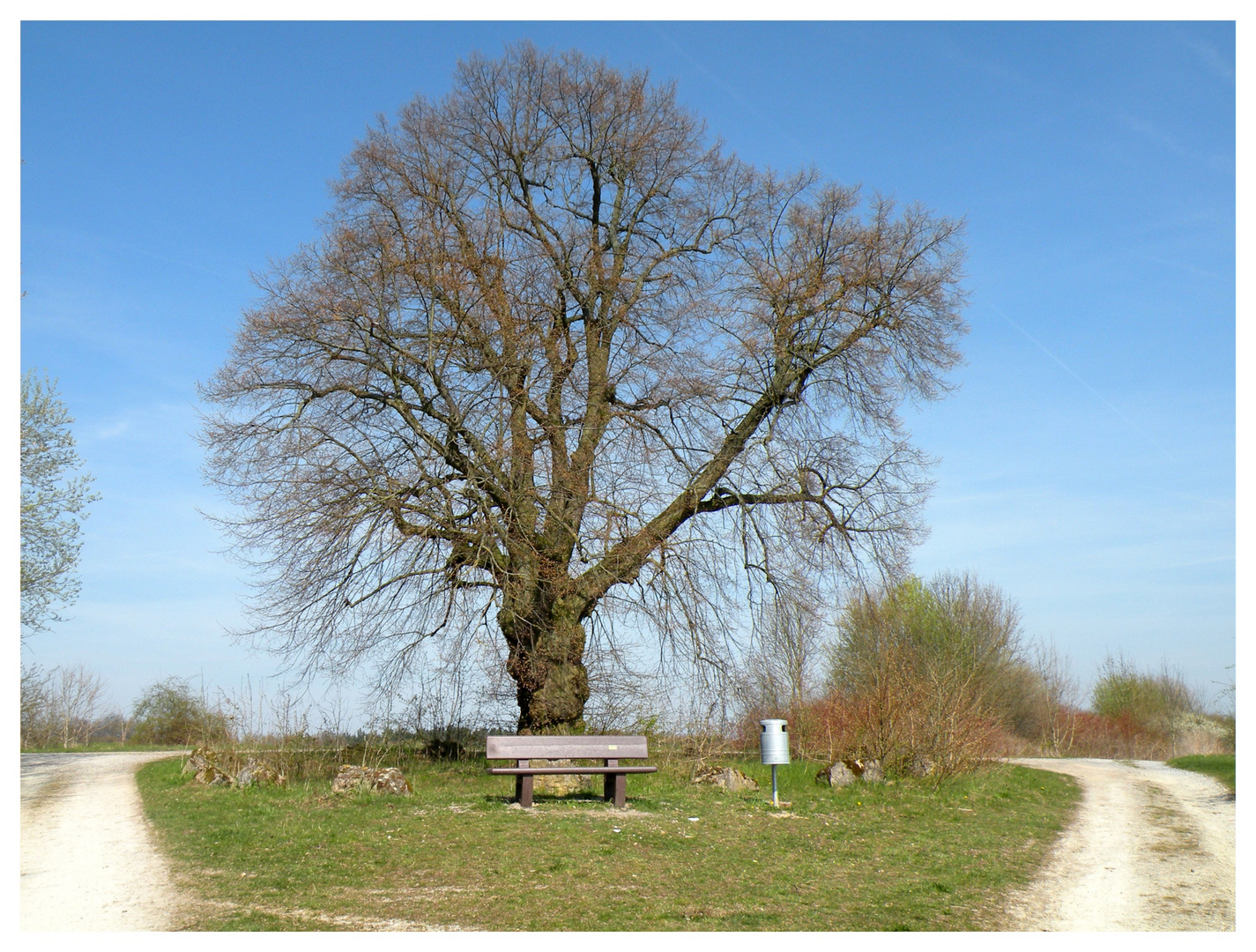 Die alte Linde,auch  20 Tagen später zeigt sie erst nur Knospen und noch kein Blatt.