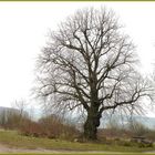 Die alte Linde,noch hält sie Winterruhe. Ostern 2010 .