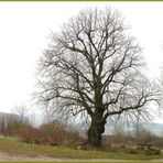 Die alte Linde,noch hält sie Winterruhe. Ostern 2010 .