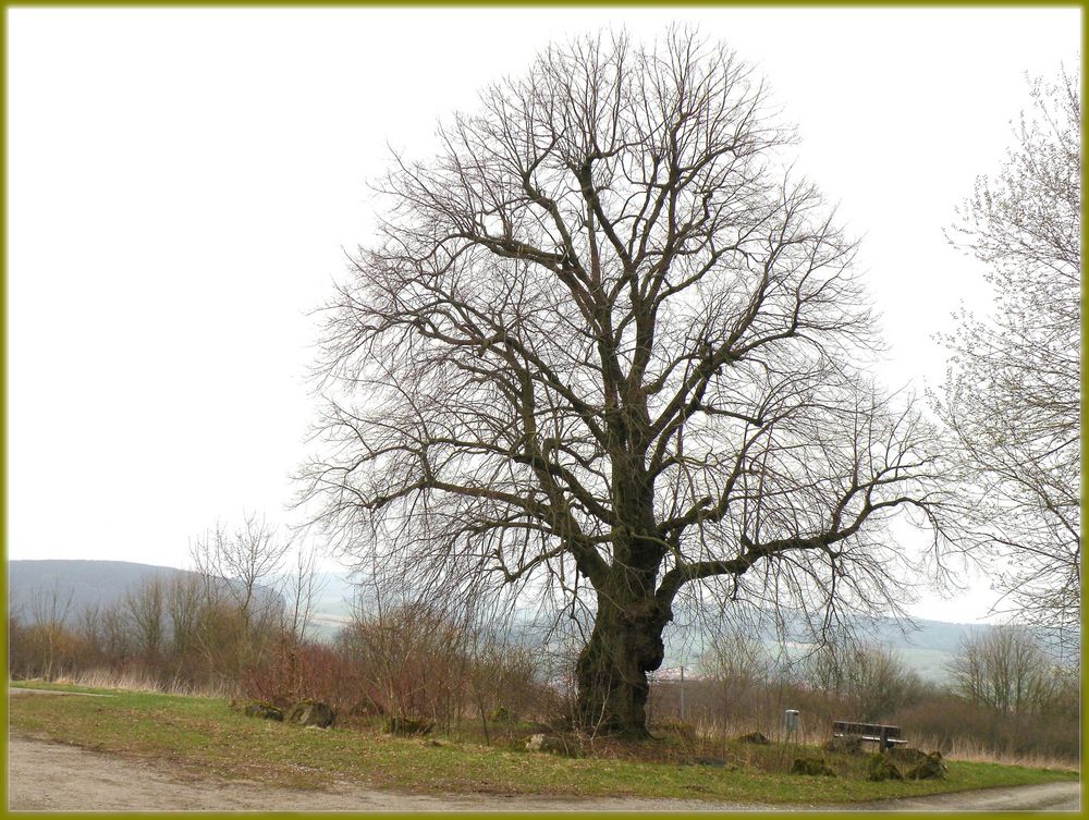 Die alte Linde,noch hält sie Winterruhe. Ostern 2010 .