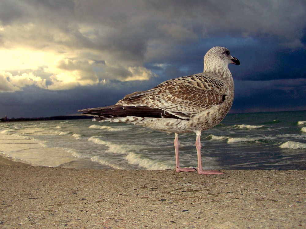 die alte möwe und das meer..