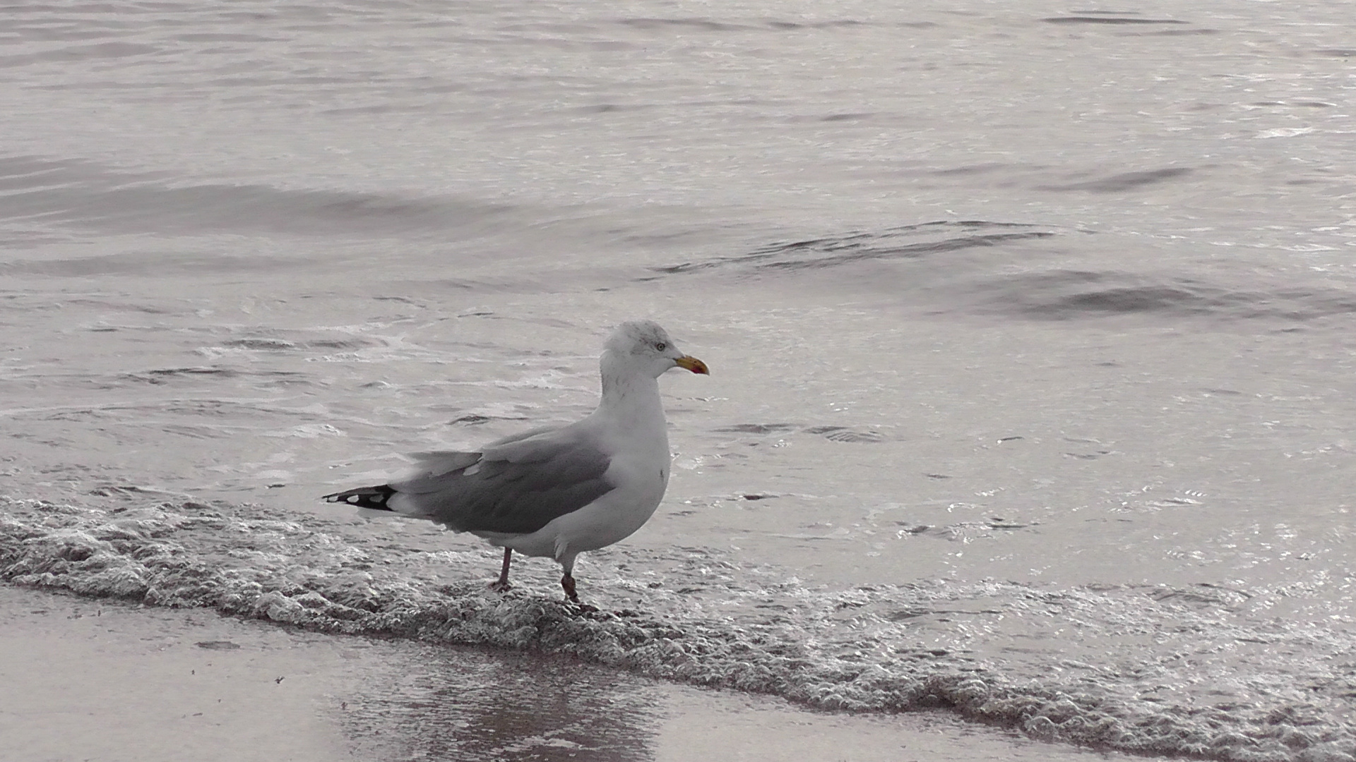 Die alte Möwe und das Meer