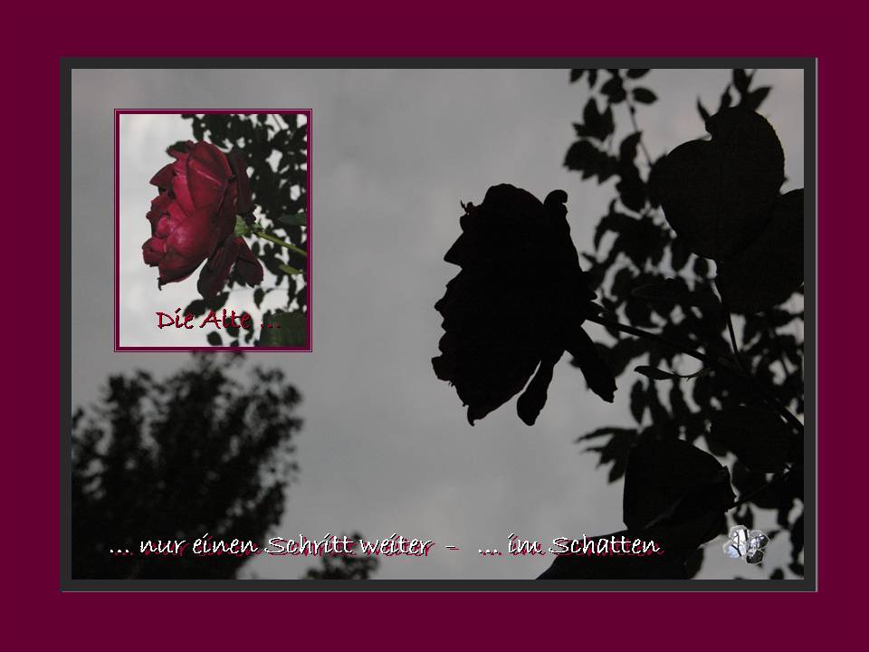 Die alte Rose - Licht und Schatten - by baeredel