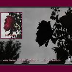 Die alte Rose - Licht und Schatten - by baeredel