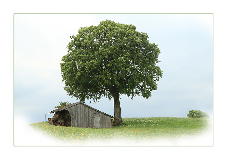 Die alte Scheune und der Baum