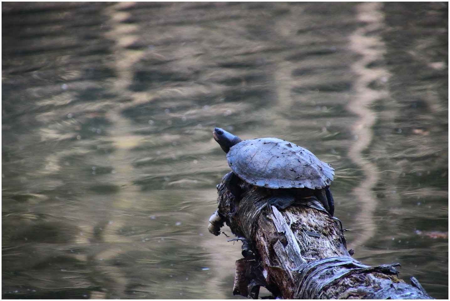 Die Alte Schildkröte