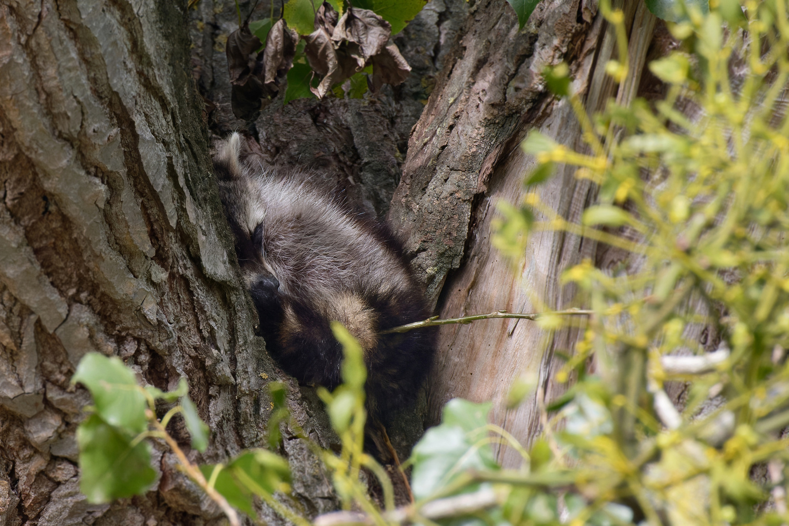 Die alte Schnarchnase... Waschbär  (Procyon lotor)