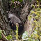 Die alte Schnarchnase... Waschbär  (Procyon lotor)