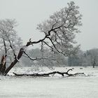 Die alte Schwarzerle im Mönchbruch