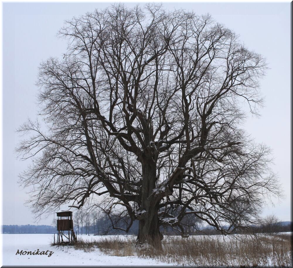 Die alte Sommerlinde im Winter 3