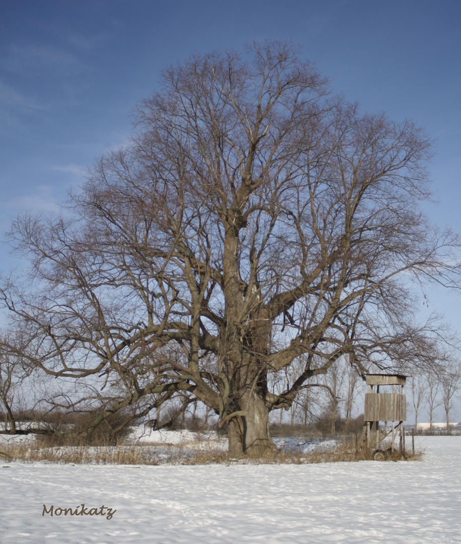 Die alte Sommerlinde im Winter 4