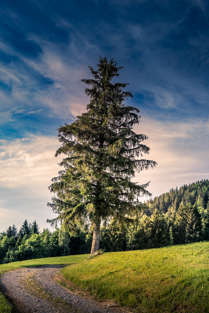 Die alte Tanne Foto & Bild pflanzen, pilze & flechten, bäume