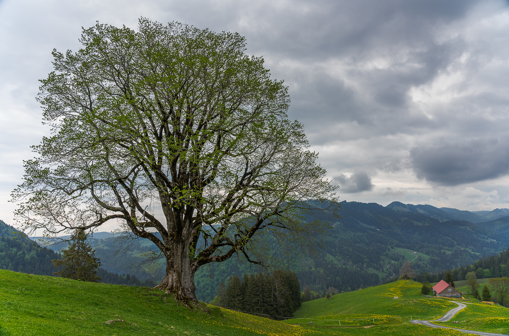 Die alte Ulme