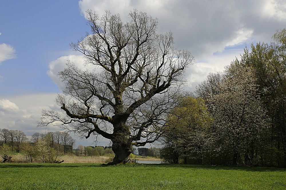 Die Alte vom Weiherhof 