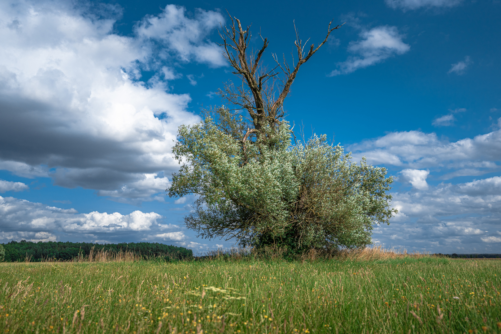 Die alte Weide auf der Sommerwiese