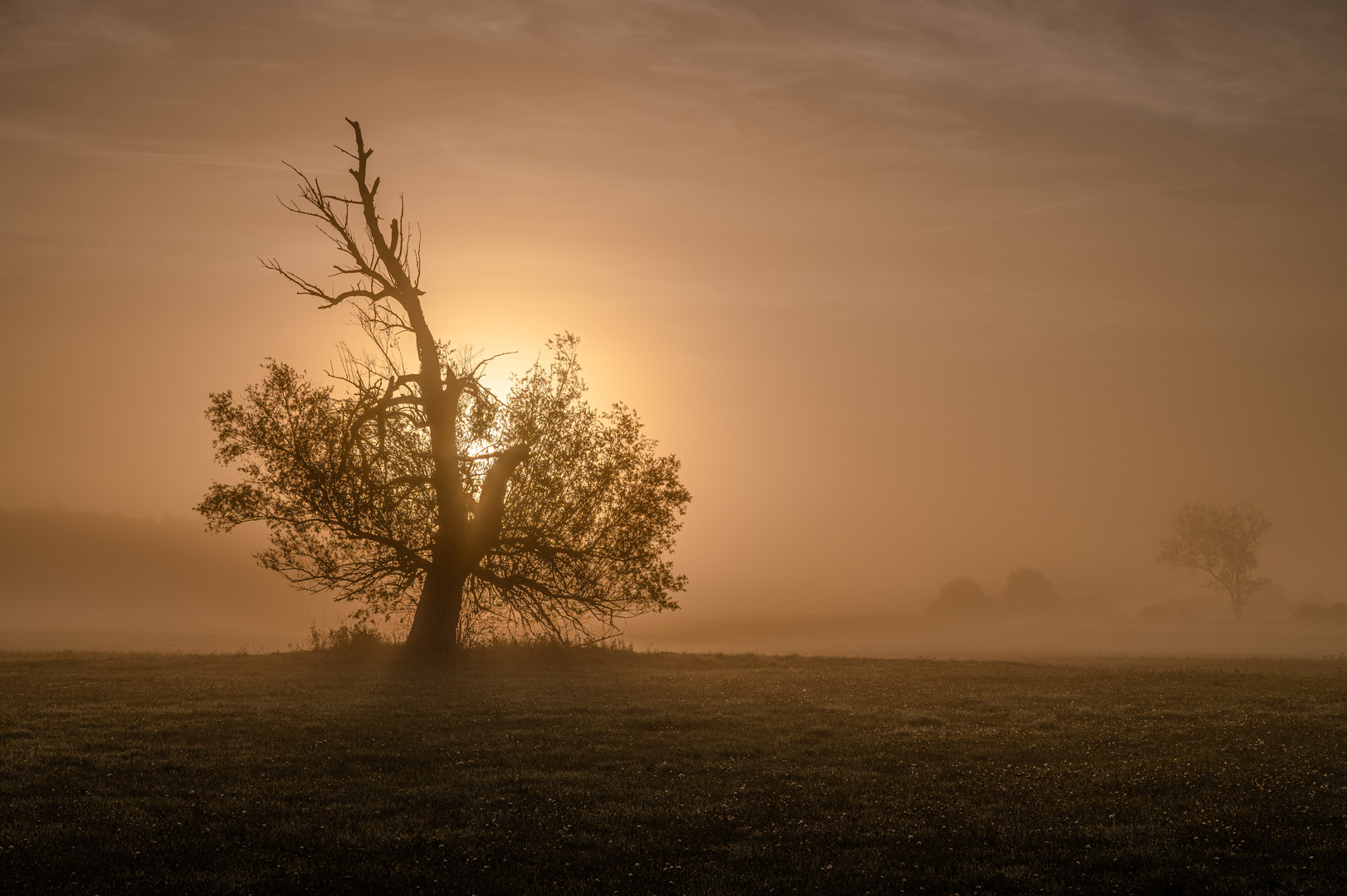 Die alte Weide im Nebel