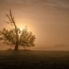 Die alte Weide im Nebel