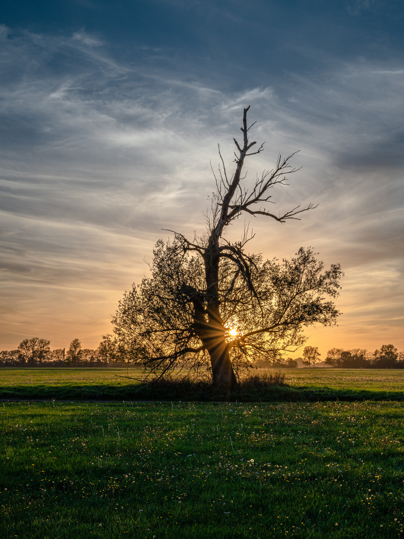 Die alte Weide und das letzte Licht des Tages