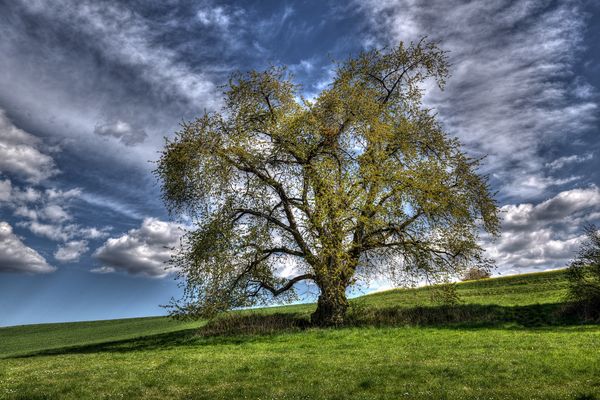 Die alte Wildkirsche