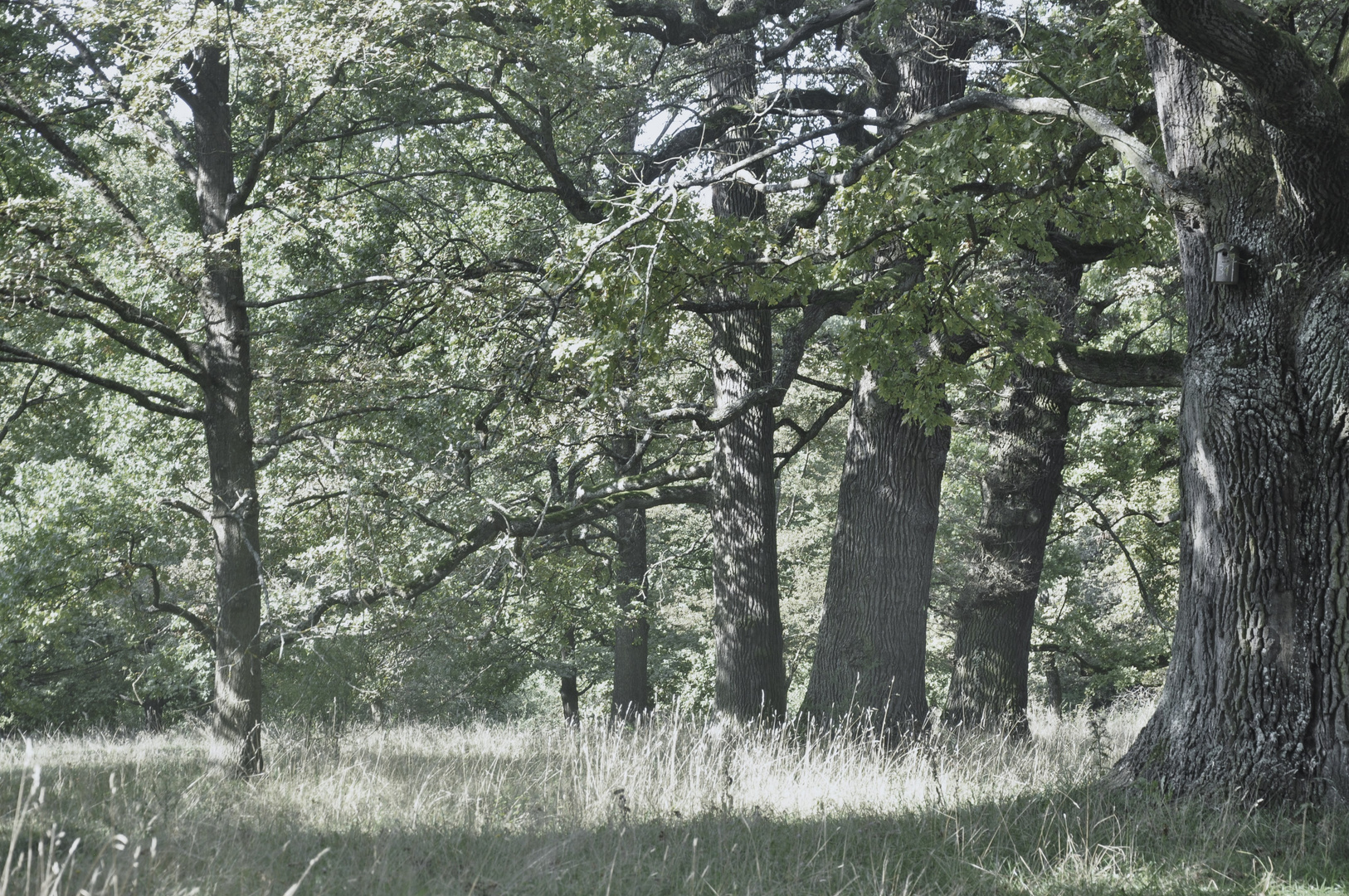 die alten Baumriesen Sonne und Stille