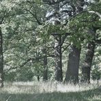 die alten Baumriesen Sonne und Stille