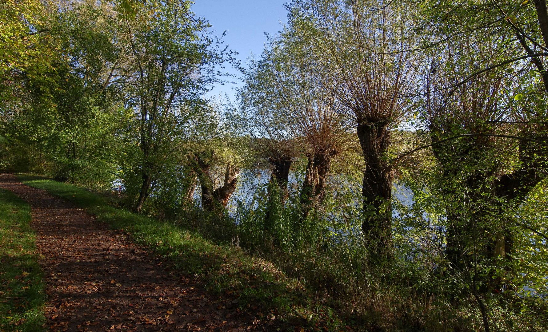 ..die alten Kopfweiden am Neckar