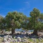 Die alten Olivenbäume